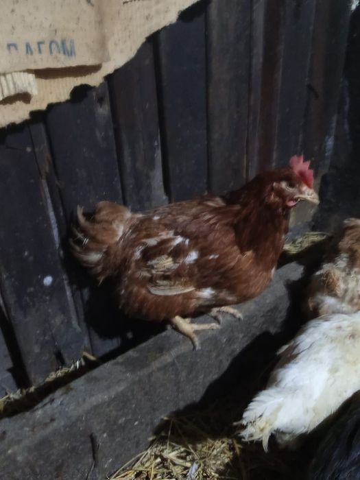 Ломан браун куры несуши