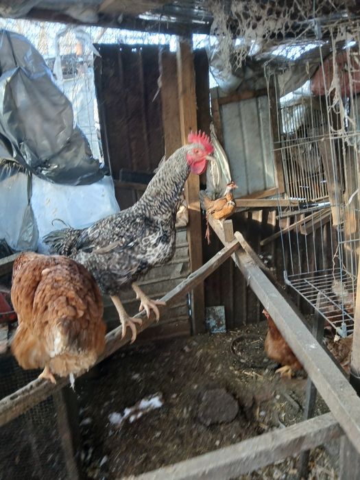 Cocoș  viu de țară