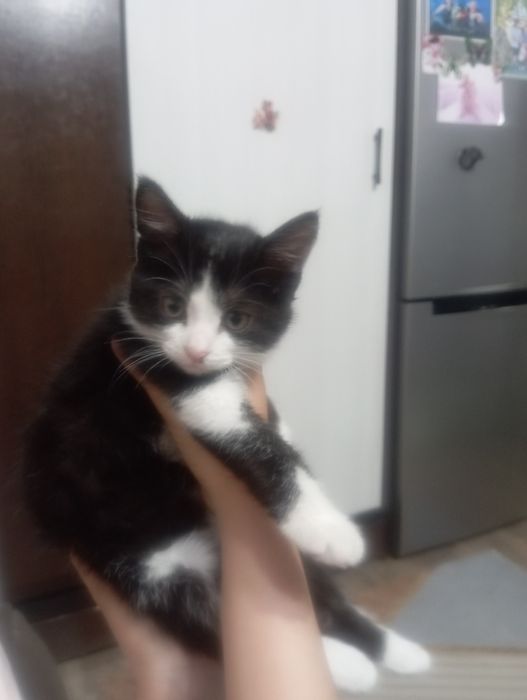 Отдам котенка девочку в добрые руки
