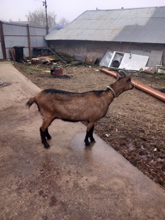 Vind capra alpin și edita zannen