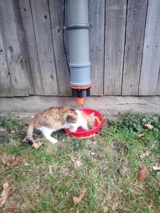 Pentru Caței,pisici, un Hranitor automat(H-1 G)cu programator