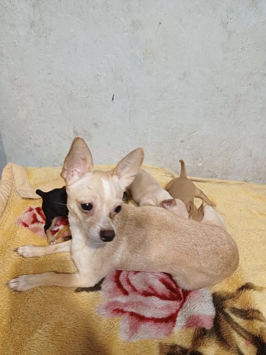 Продам щенка чихуахуа.