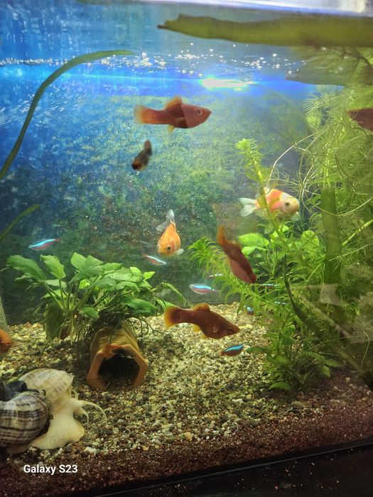 Acvariu complet echipat 75 litri
