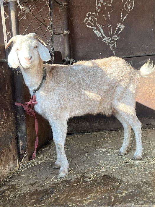 Продается дойная коза. Ешкі. Козы.