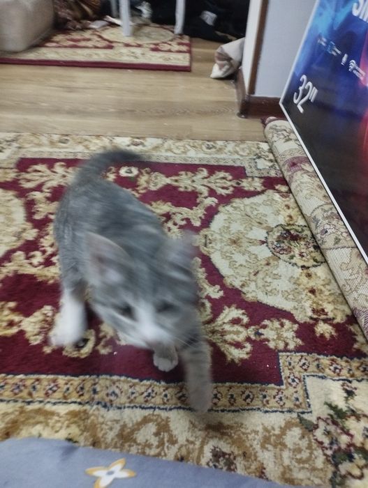 Mushuk 4 oyli sotiladi