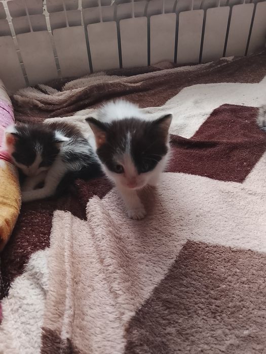 отдам котят в добрые руки