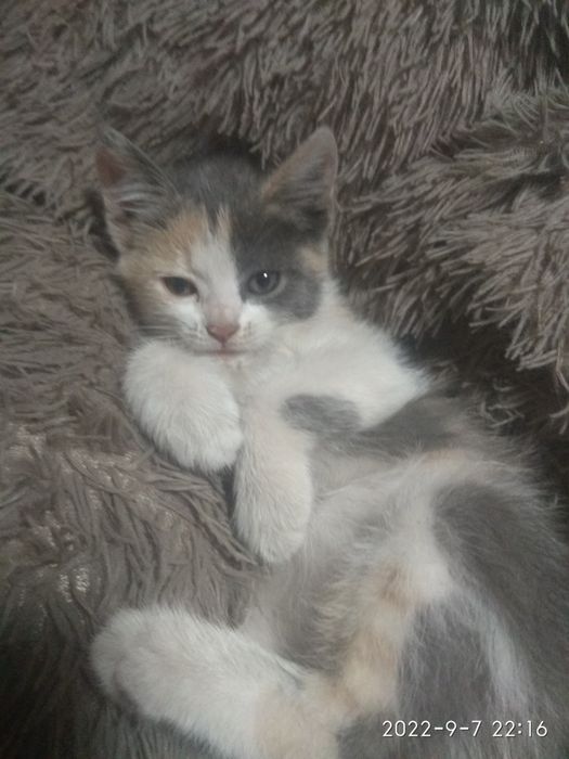 Отдам котенка в хорошие руки.
