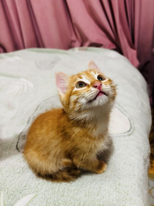 Котёнок в добрые руки. Г.Алматы