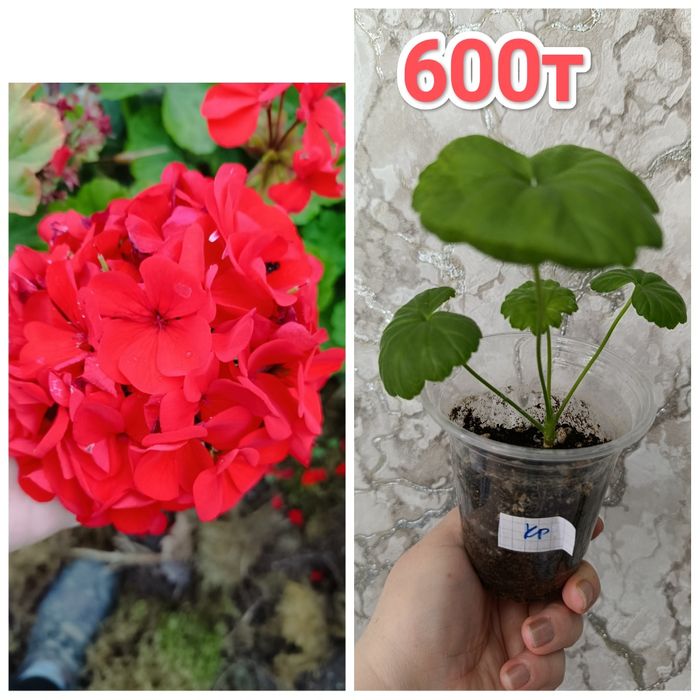 Пеларгония -герань