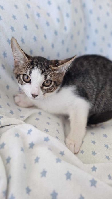 Adoptie 2 pisoi dragalasi de 3 luni si jumatate, testati, deparazitati intern si extern, vaccinati, 1 baietei si o fetita.