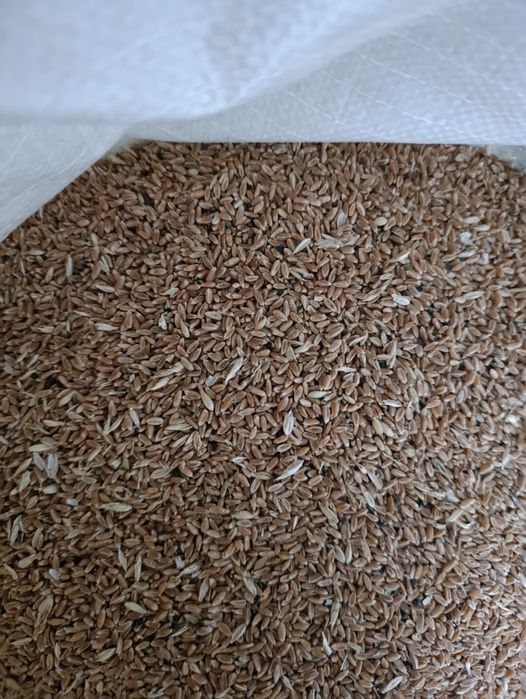 Продам зерно в мешках.