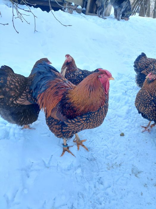 Oua wyandotte diferite culori!