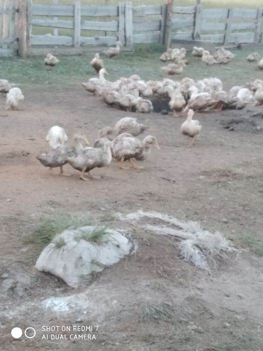 Продам уток стар 53