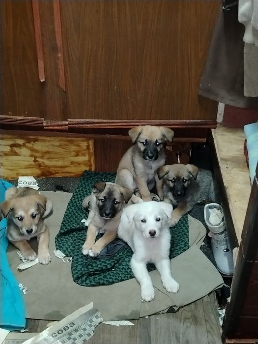 Щенки акита помесь. 2мес. Способные и ухоженные. Ждут своего хозяина д