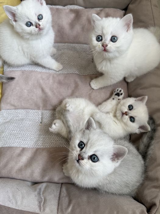 Британские шишилы котята