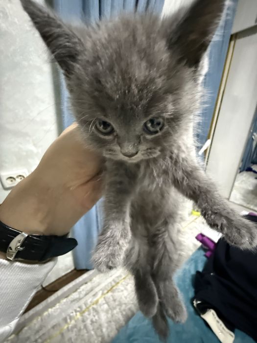 Мушук пародалик