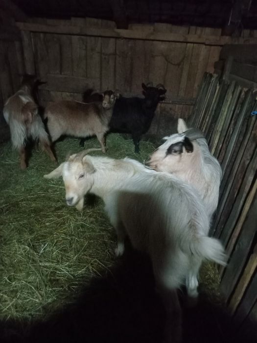 Vand 4 capre gestante