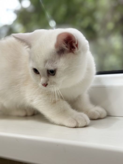Котенок
