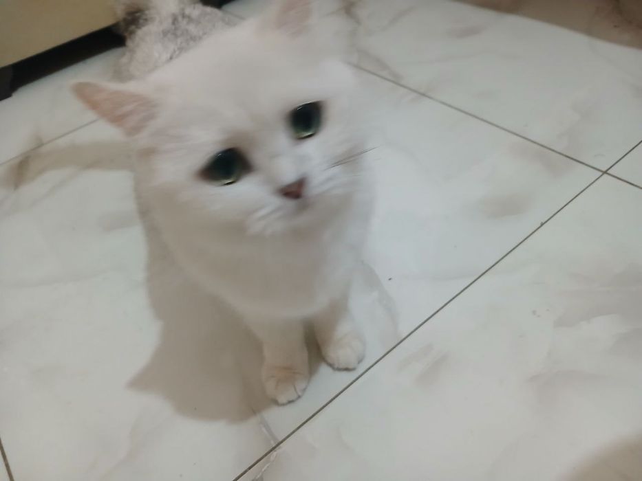 Parodniy Mushuk bolasi 2ta