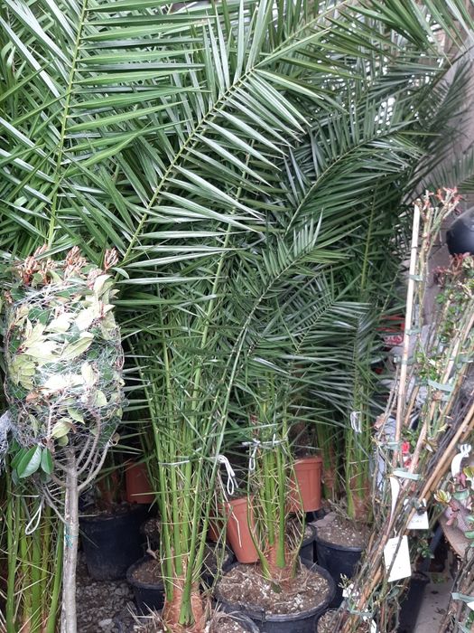 Tuia,leylandy brazi mesteacăn etc