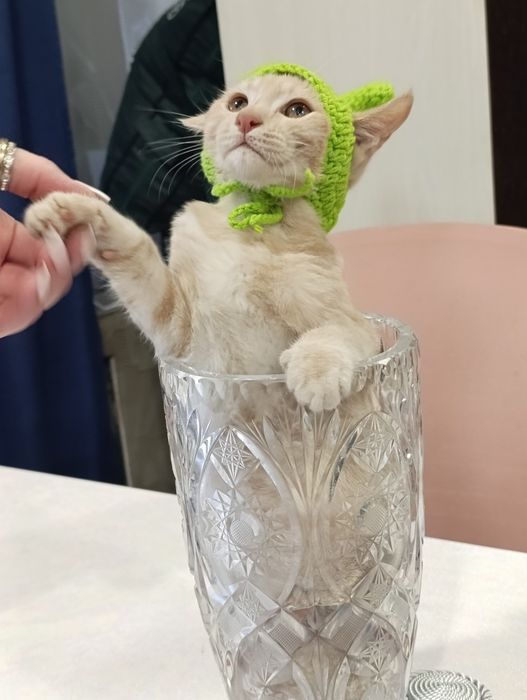 Отдам котят в хорошие руки