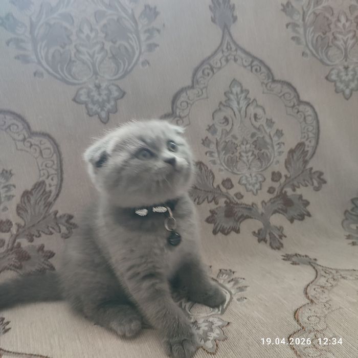 Продается котенок