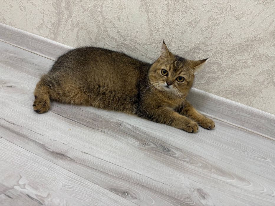 Mushukla sotiladi scottish fold va british shorthair