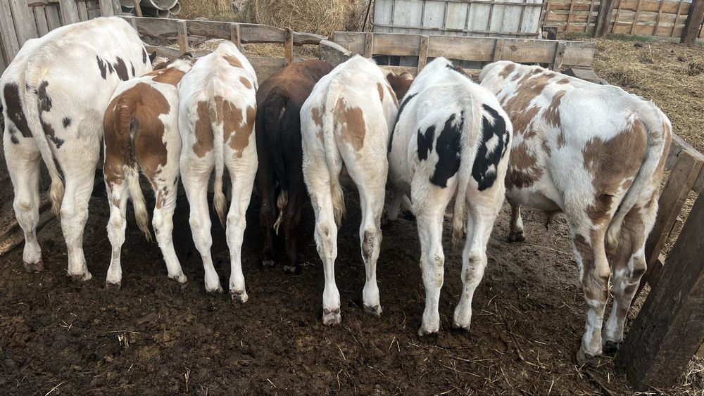 Продам телят, бычки симментальская и галштейн