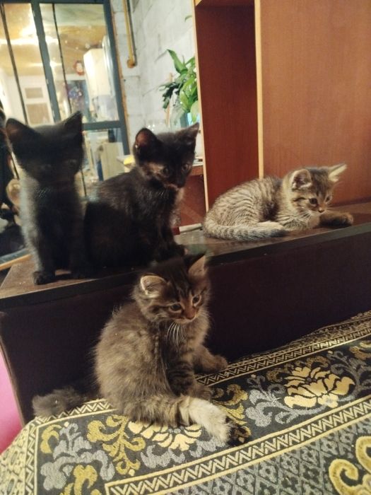 Отдам котят в добрые руки