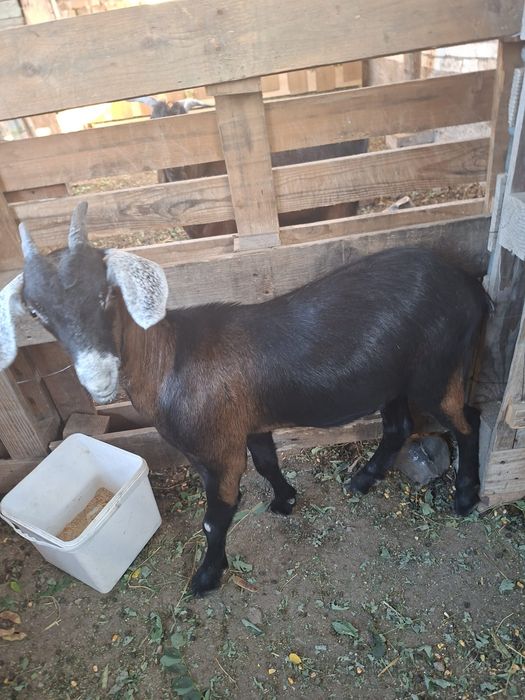 2 capre,un țap de 6 luni si o ieduta de 5 luni