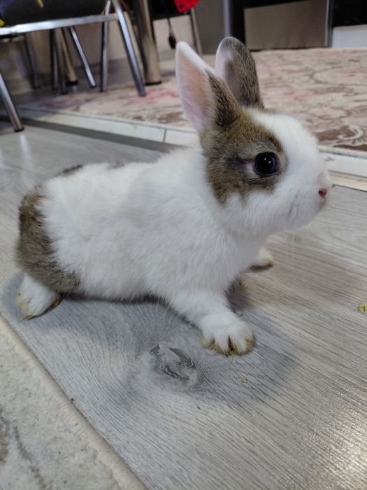 Декоративно зайче с клетка