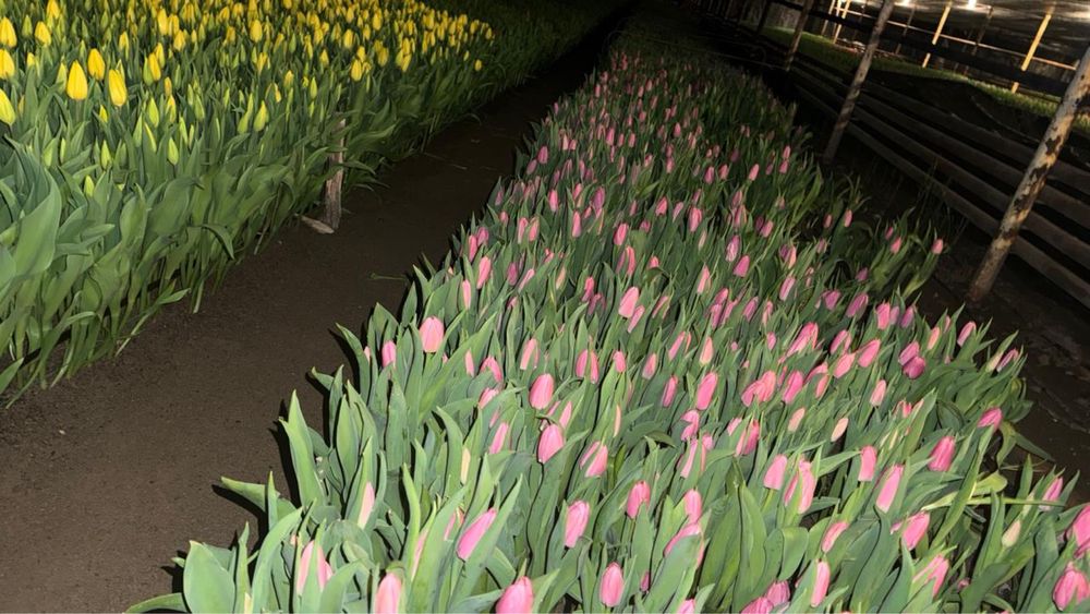 Предзаказ тюльпанов доставка бесплатно