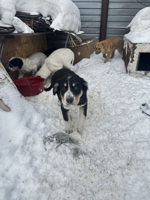 Щенята в добрые руки
