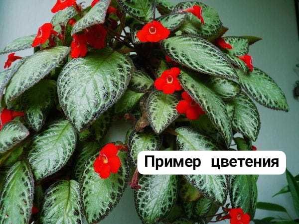 Продам эписции.. ...