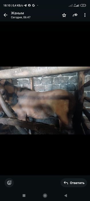 Семіртілген дөнен және тай сатылады