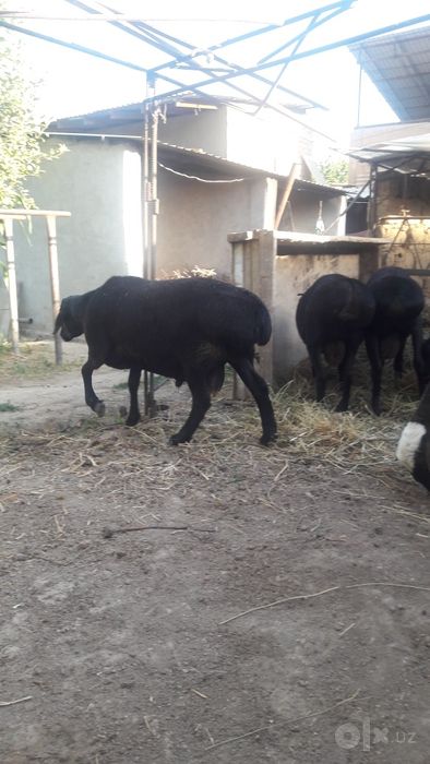 Qoy sotiladi bor