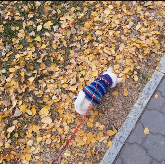 Собака чихуахуа мини продается