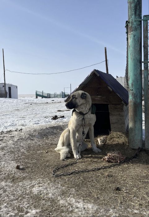Породистый чистый Кангал. Собака. Кабель.