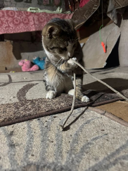 Отдам котят мальчики, девочки в добрые руки