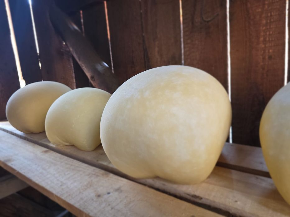 Cas de vaca proaspat