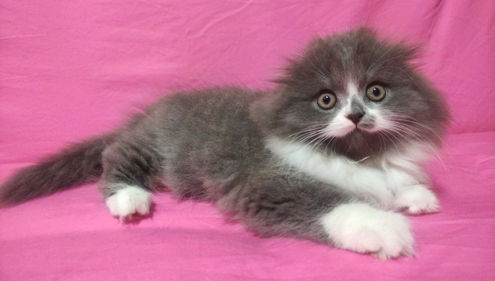 Шикарный Пончик!