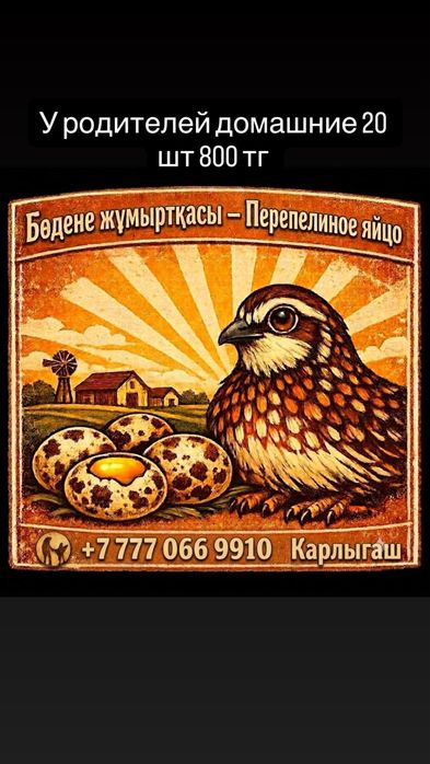 Продам перепелинные яйца