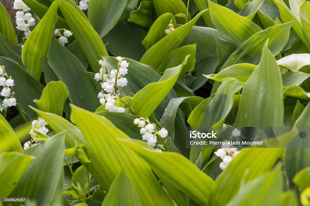 продам садовые цветы и ..