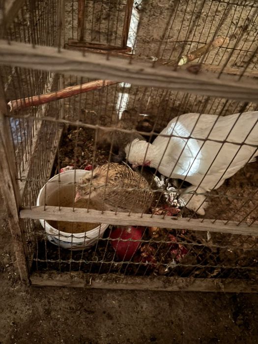 Японски таук кораз