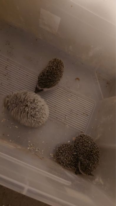 Vand arici pitic african