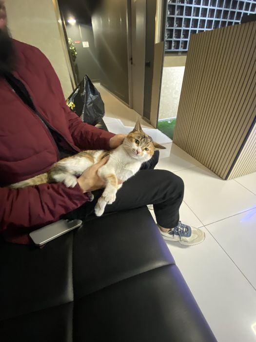 Кошка даром мушук хадияга