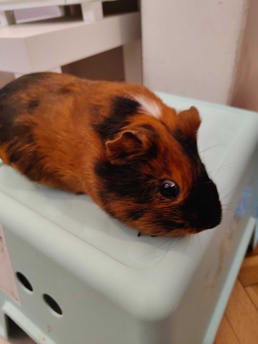 Продавам морски свинчета