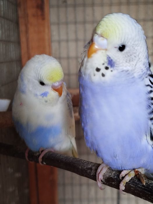 Продается радужные волнистые попугаи