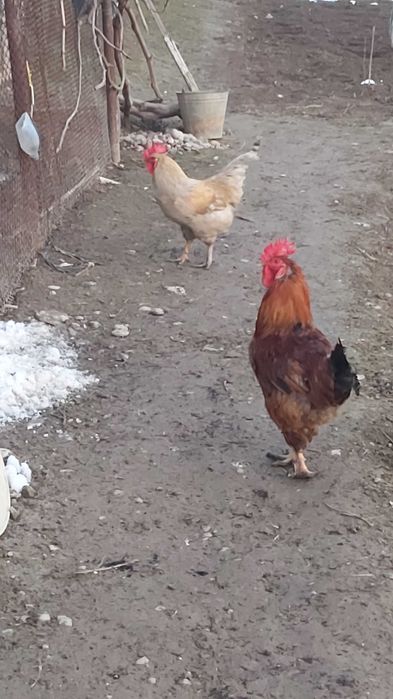 Продаются петухи