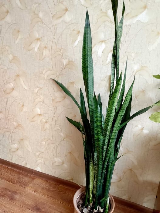 Продам комнатные растения